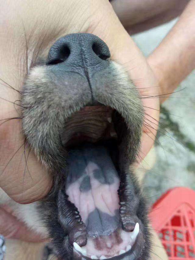 相狗经哪种土狗最好,老祖宗留下来的选狗秘诀