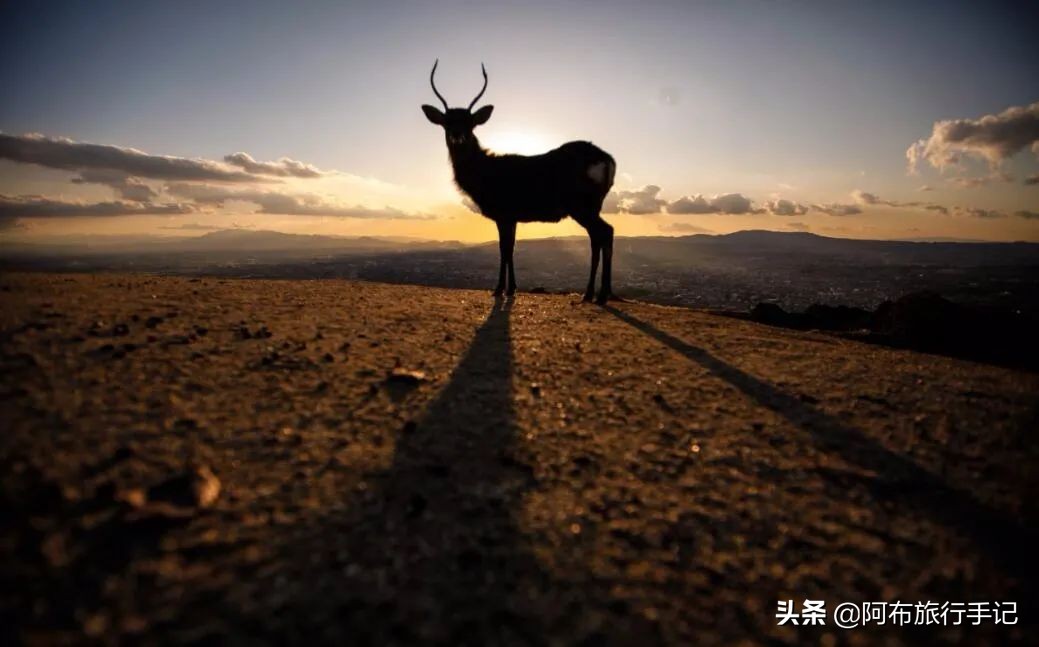 到了大阪先去神户还是奈良,大阪京都奈良神户十日游攻略