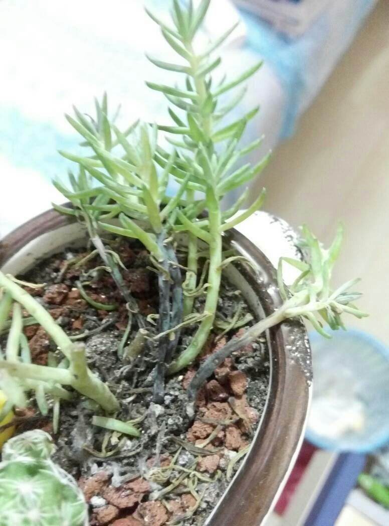 多肉烂根要如何处理?生死回转有妙招,自己在家就能救