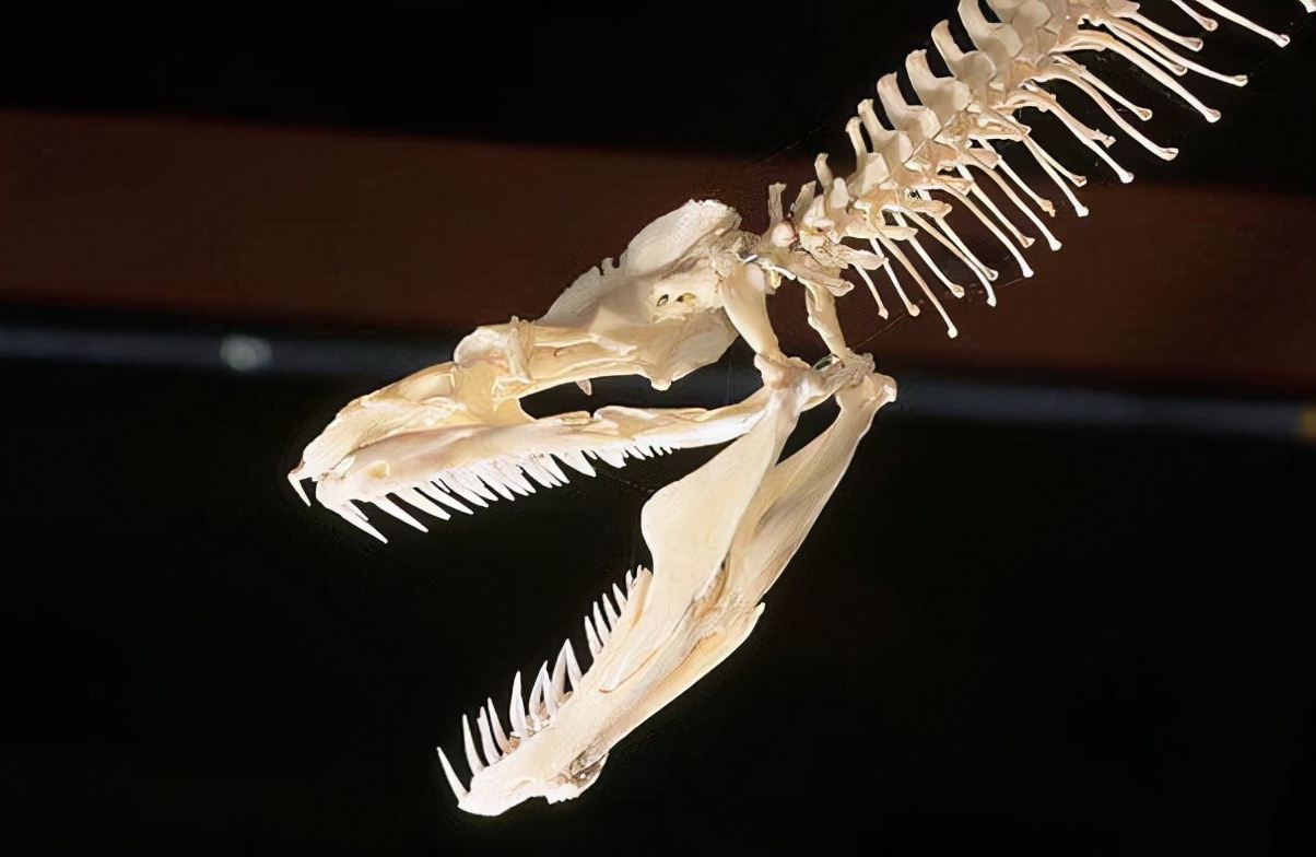 蛇的骨骼结构图,蛇的下颚能长多大