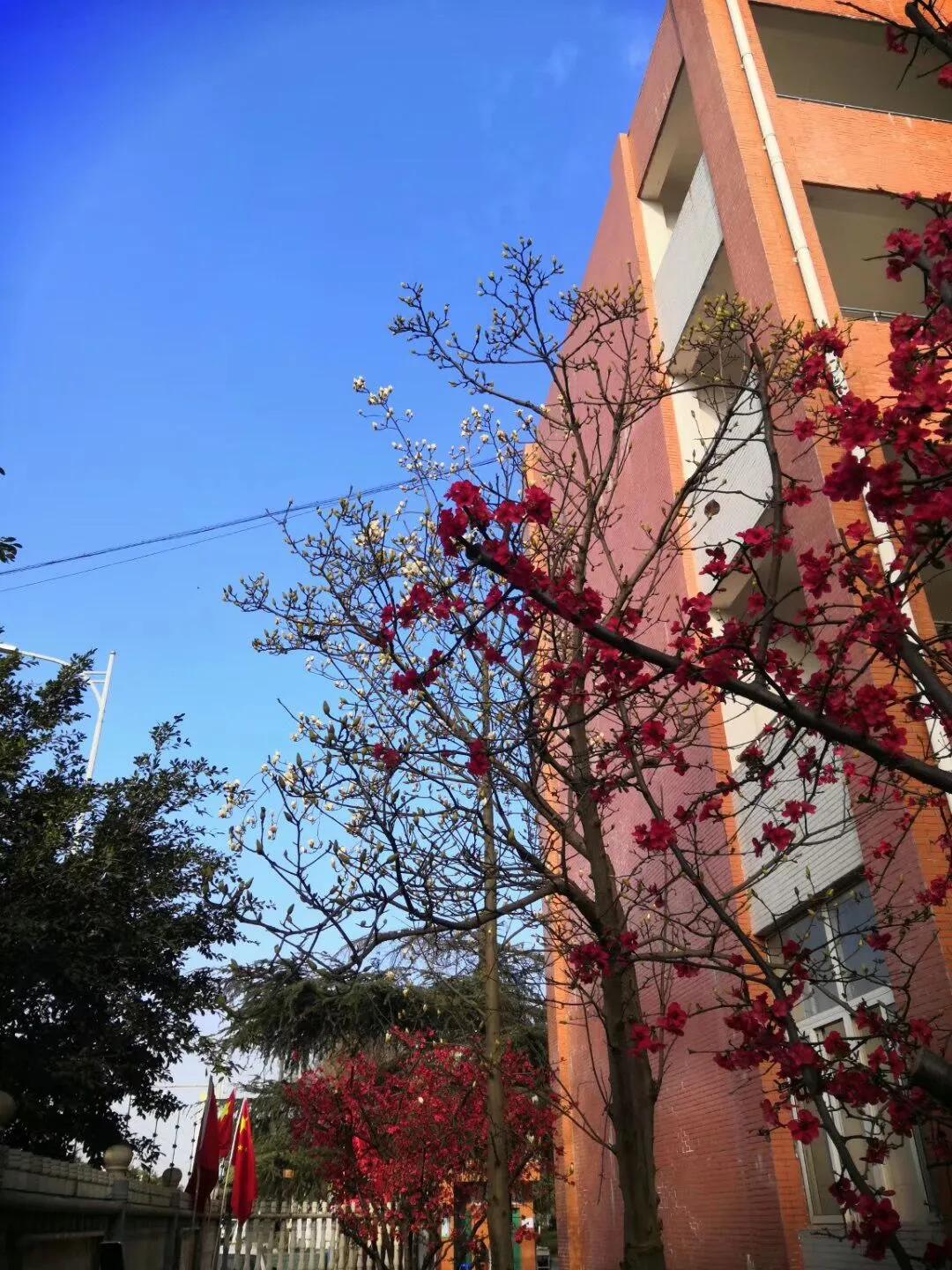 我把德阳市的校园春天寄给你