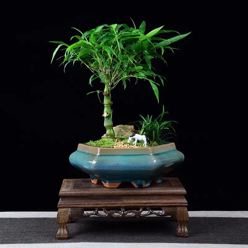 寓意好富贵竹,寓意好的竹子盆栽