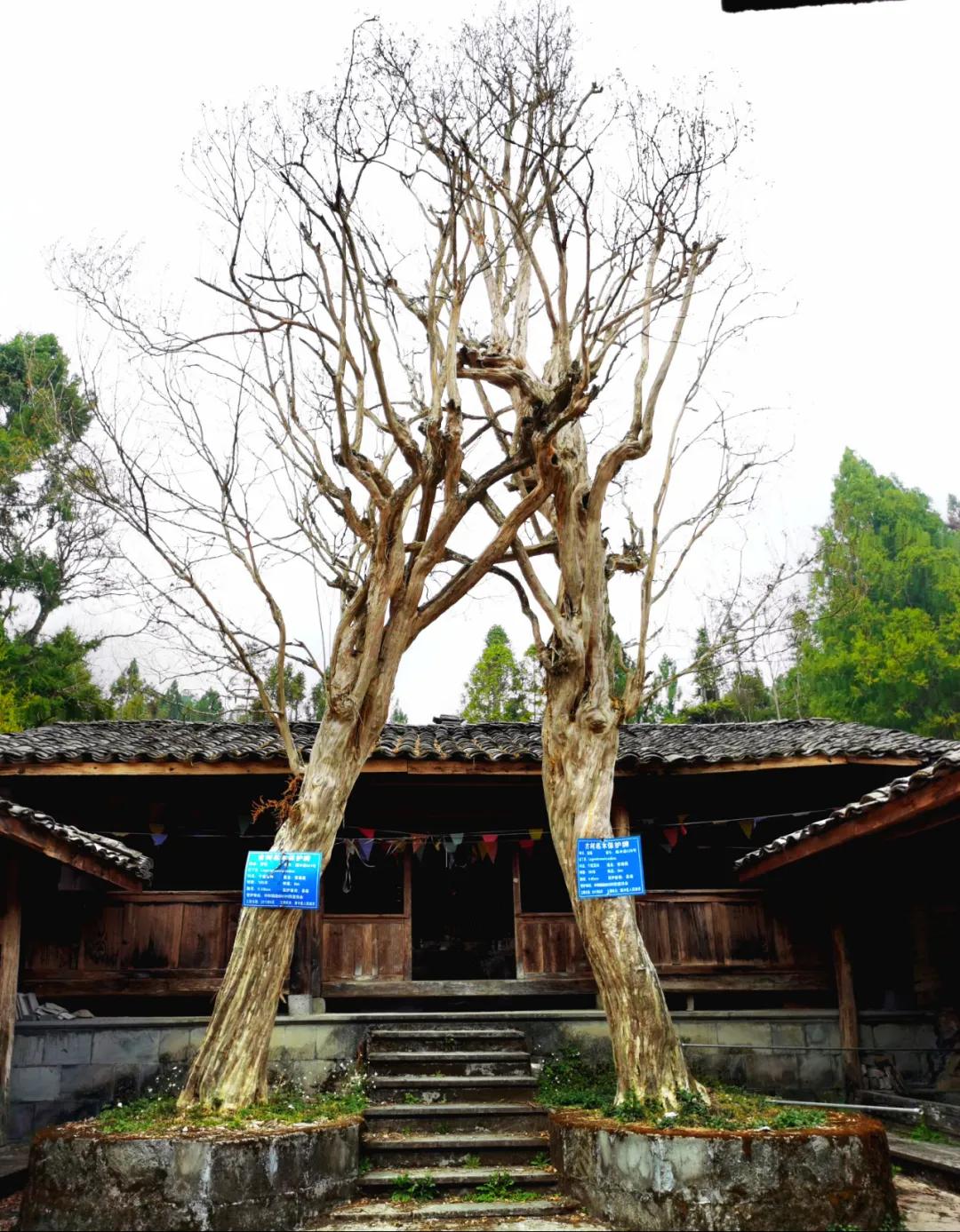 腾冲高山草甸景点,腾冲高原草场