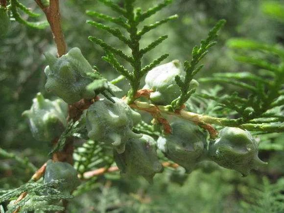 有什么药食同源的治便秘的药,既治失眠又治便秘的中药