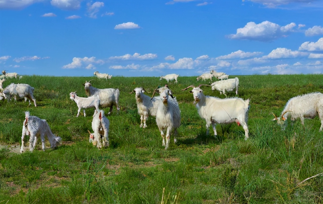治沙对策和措施,治沙的最好办法