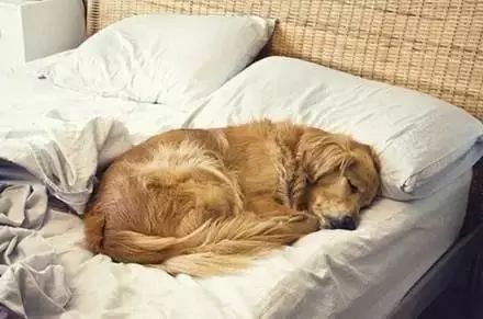 家里的狗为什么要嚎叫,为什么狗总想上床睡觉