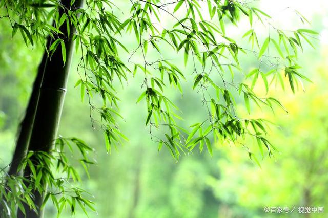 关于熊猫的诗句有哪些,关于熊猫和竹子的古诗有哪些