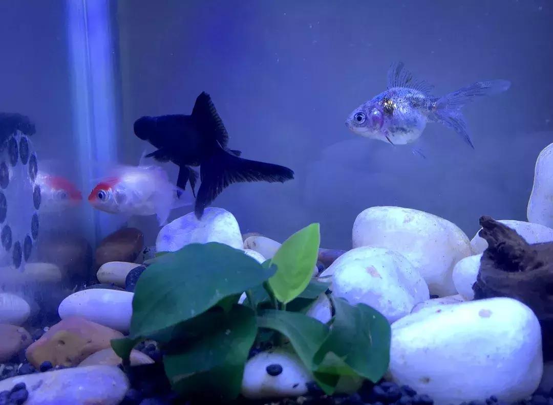 鱼缸加黄粉还能建立硝化系统吗,新手裸缸怎么建立鱼缸硝化系统