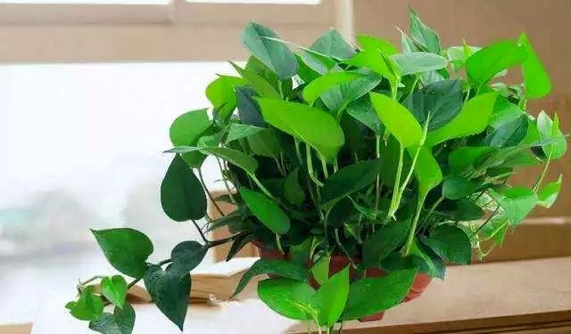 绿萝浇什么水叶子长得更大更绿,绿萝浇什么营养液长得茂盛