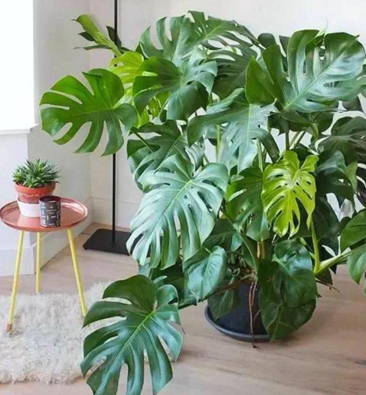 好养的二手烟克星室内植物,什么花吸甲醛吸得多