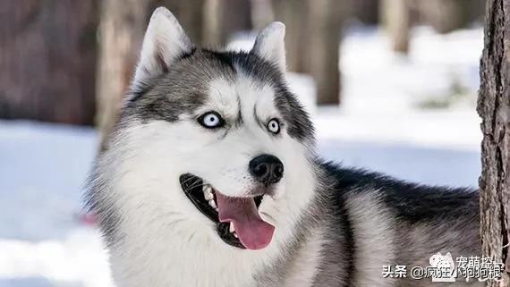 公哈士奇和母哈士奇性格区别,原始色哈士奇性格怎么样