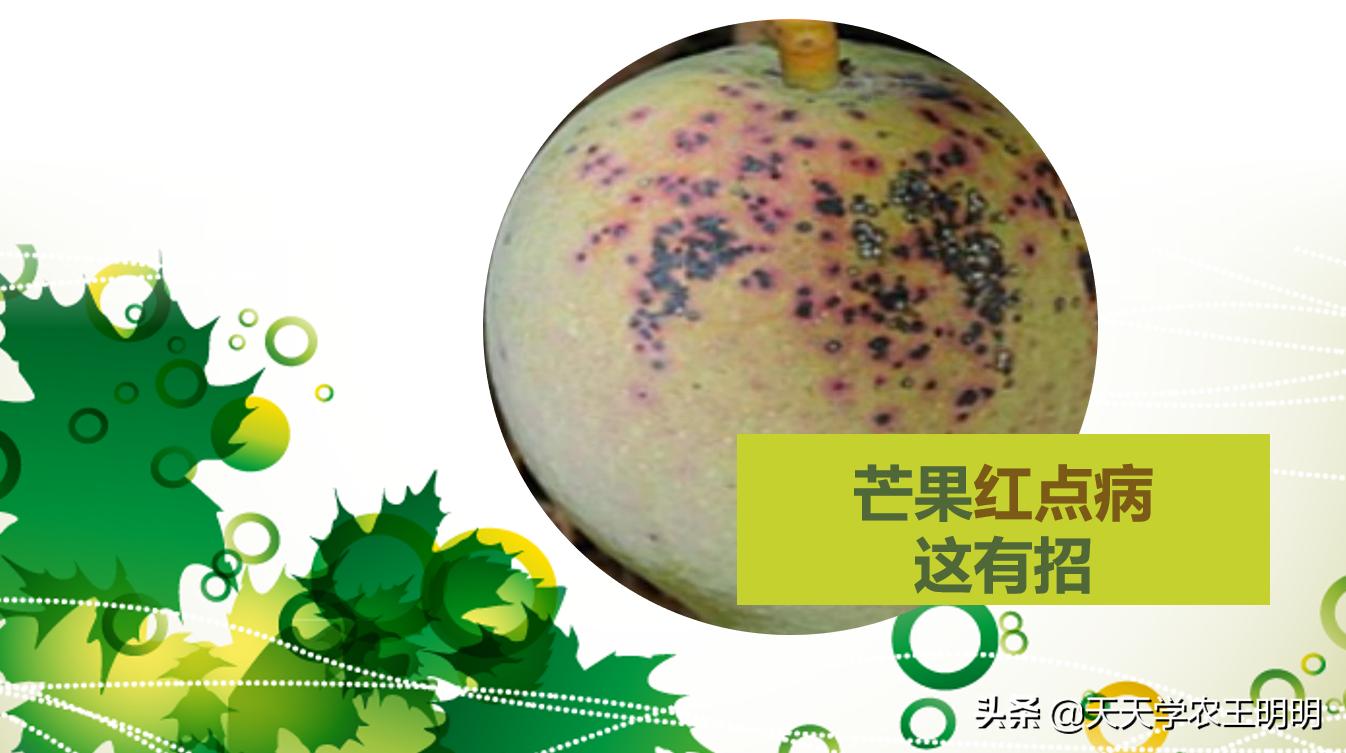 芒果炭疽用什么药,芒果炭疽