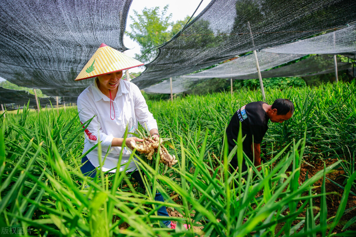 大姜黄叶怎么解决,大姜干尖黄叶