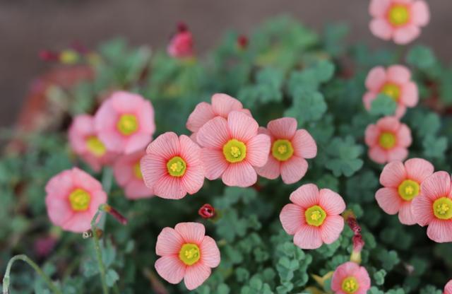 怎样配制家庭养花最好的营养土,家庭养花土拌什么疏松透气