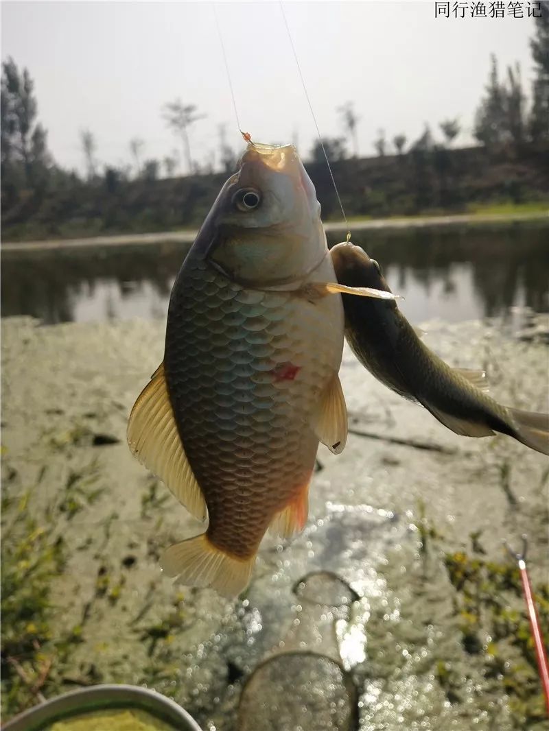 2019钓鲫鱼视频全集,钓鲫鱼的笔记