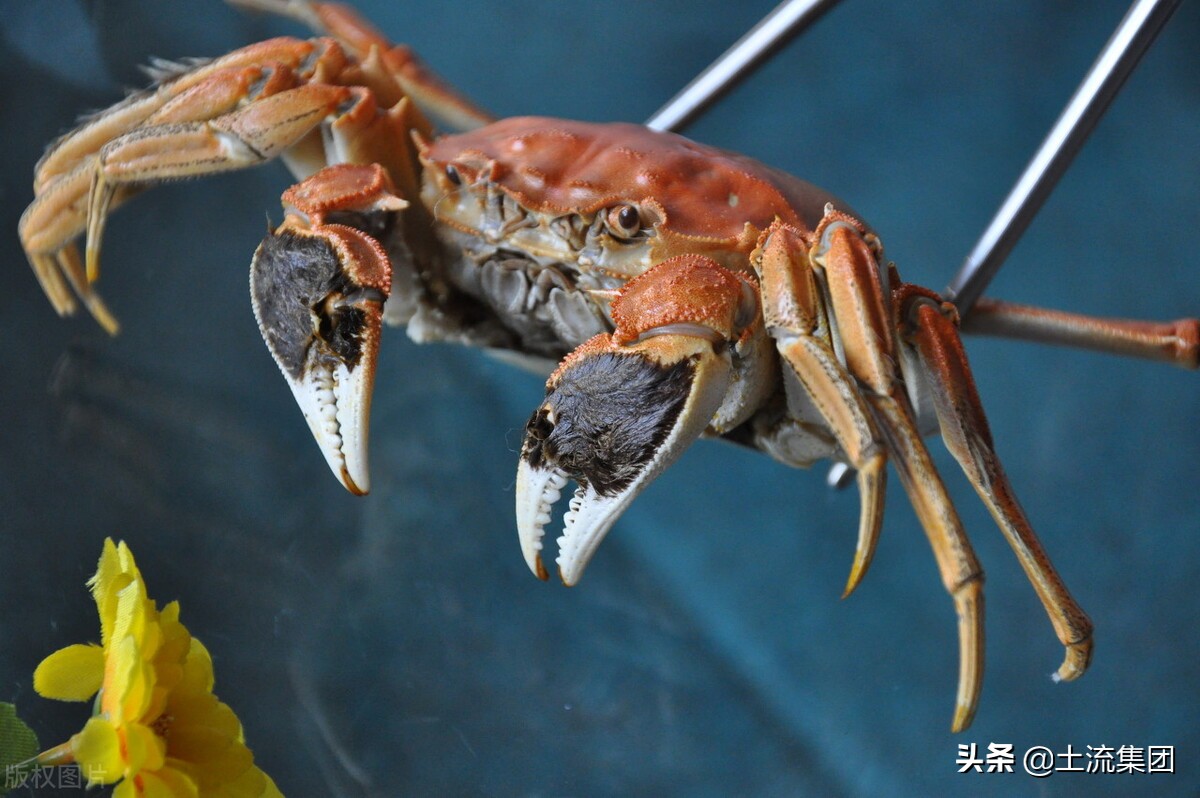 养大闸蟹全套技术,大闸蟹是怎么养殖的