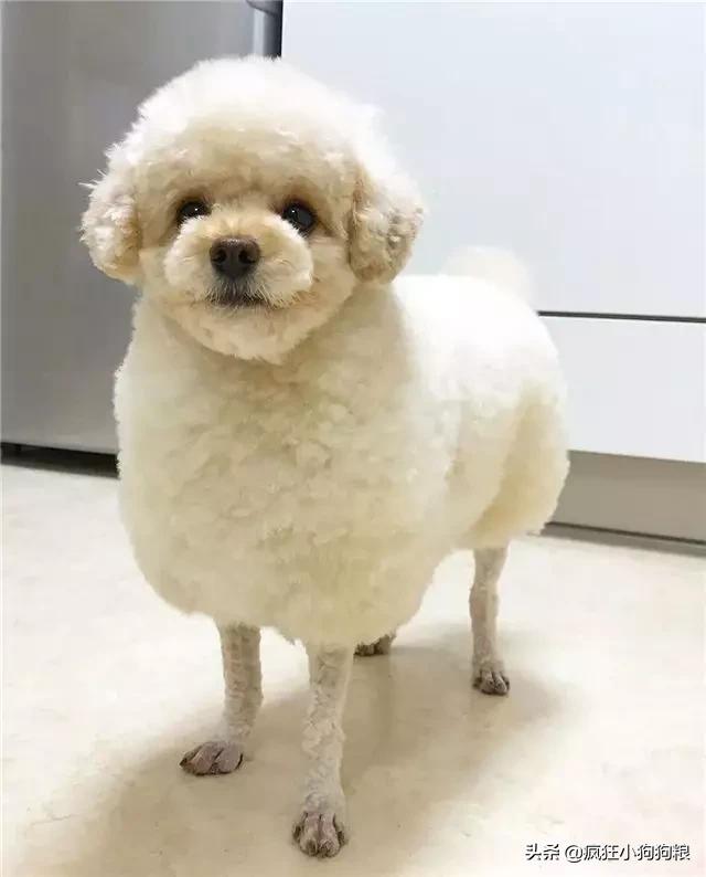 泰迪造型咩咩,泰迪可爱造型大全集