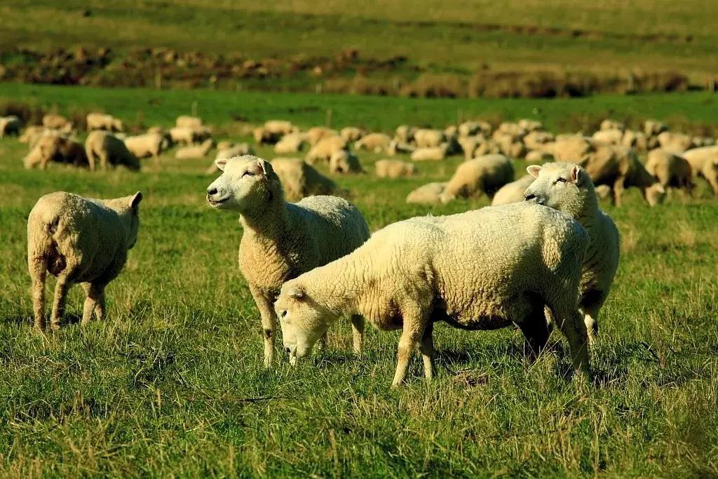 2.5.3漫话新西兰－－（第0篇）只如初见