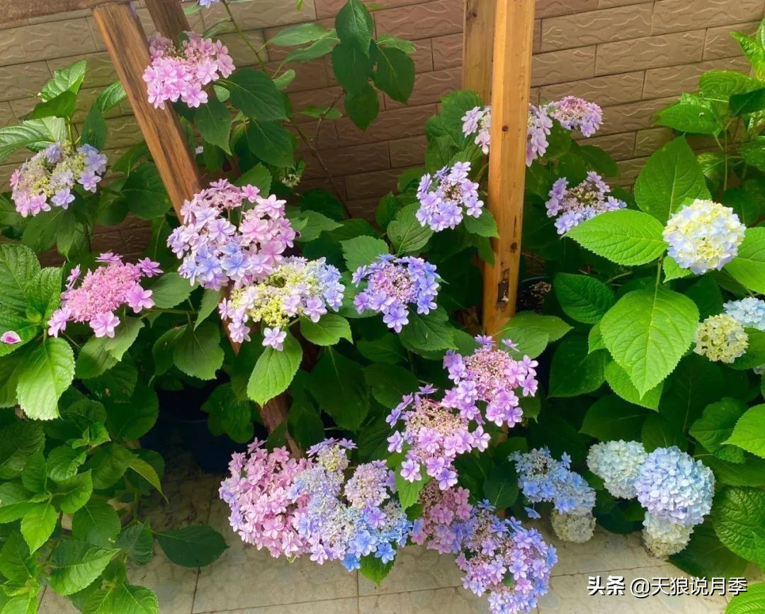 圆滚滚的绣球，瀑布般的花墙，这届花友也太会种花了吧