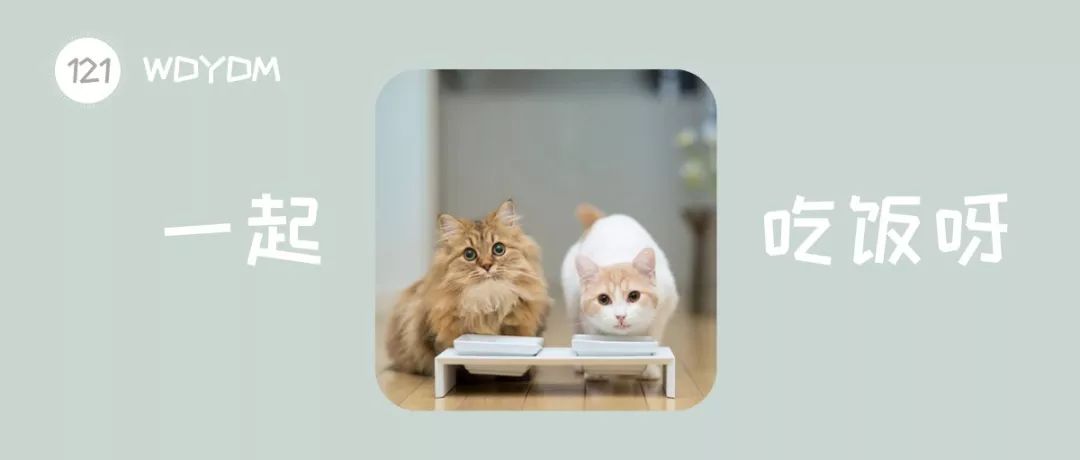 如何正确迎接第二只猫？假如忽视了这些关键点，会同时害了两只猫
