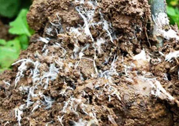 牡丹病最佳治疗方法,牡丹鹦鹉的病害和治疗方法