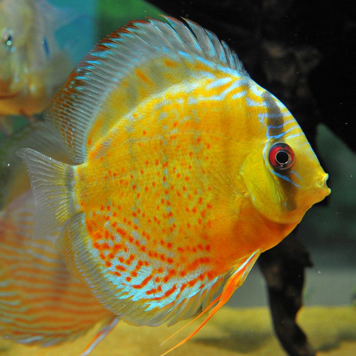 七彩神仙爱好者,野生七彩神仙开口