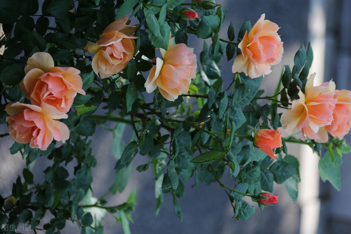 伊芙伯爵藤本月季的优缺点,艾拉绒球藤本月季优缺点