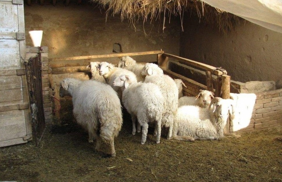 4米巨蟒吞袋鼠,巨蟒吞羊过程