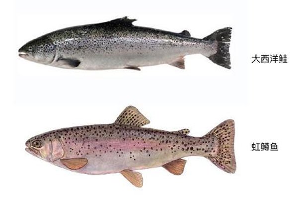 山寨武汉鸭脖,假冒进口三文鱼,疫情打假堪比315,笑了,又哭了