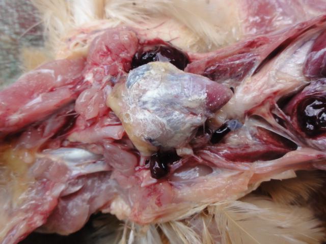 鸡得了痛风病怎么办,鸡痛风症状表现图片大全