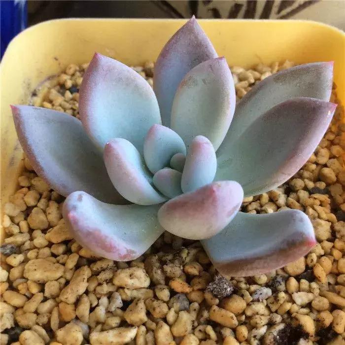 多肉烂根别怕，简单4步“急救法”，全烂了也能救活！