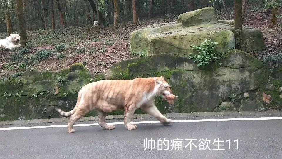 渝西旅游攻略一日游,渝西环线自驾游攻略