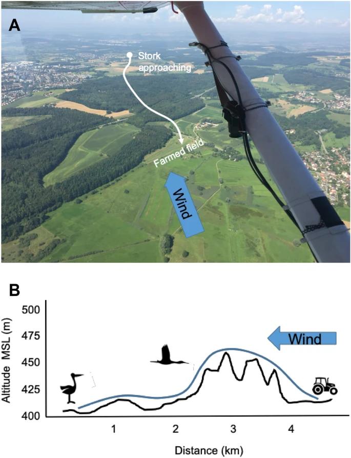 鸟的听觉比人好吗,鸟的嗅觉是人的多少倍