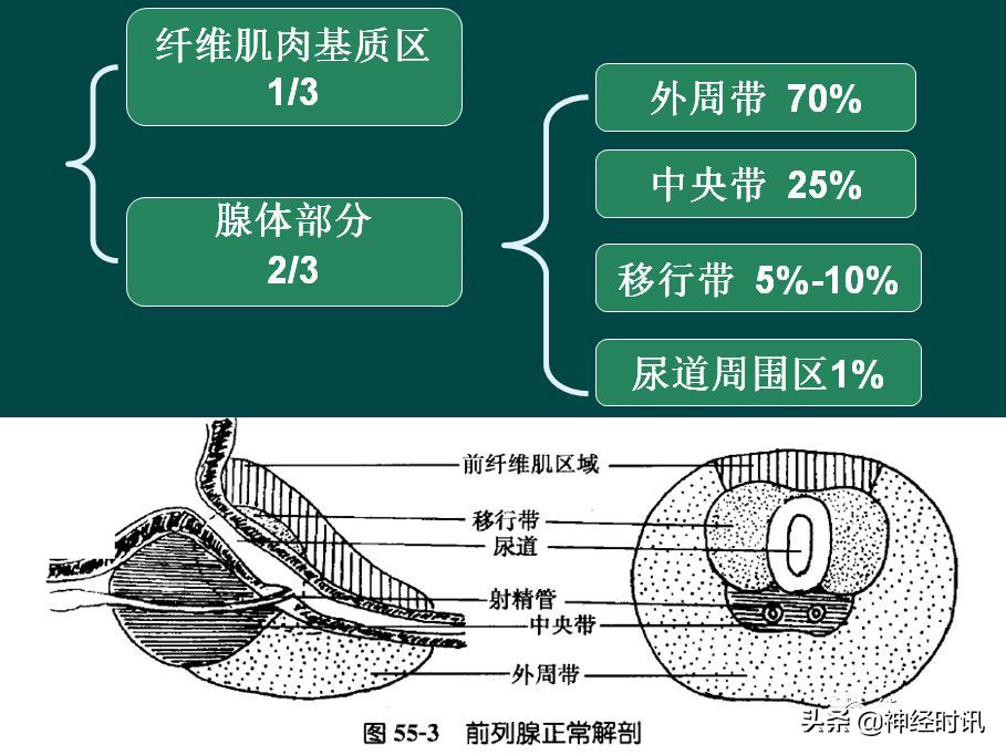 肾脏输尿管膀胱前列腺结构,肾输尿管膀胱解剖示意图