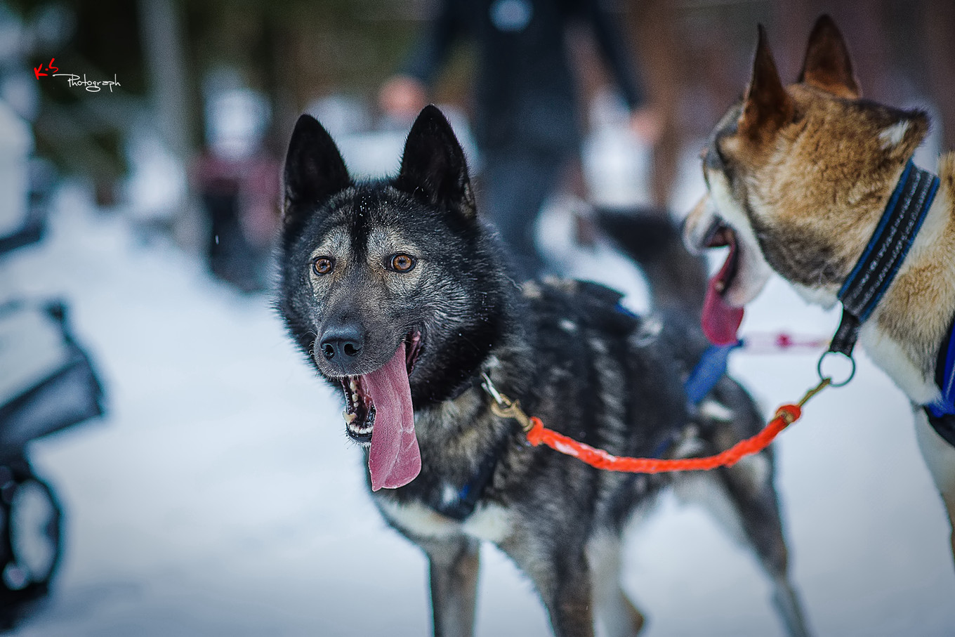 果小姐的日常,果小姐的慢生活