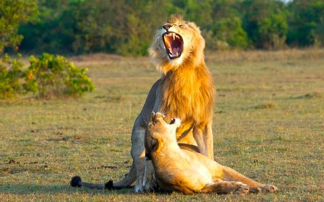 为什么哺乳动物都是4肢,为什么哺乳动物只有一个生殖器官