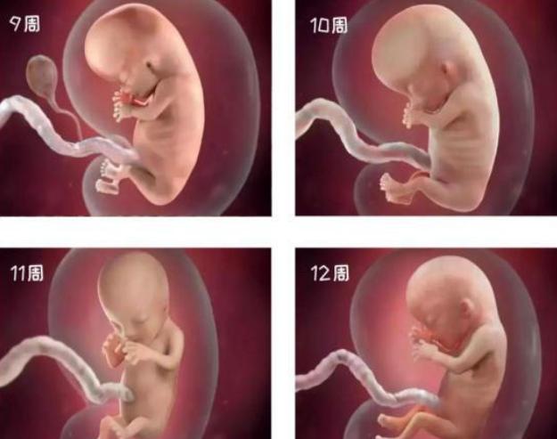 胎儿1-40周发育过程图高清纪录片,1-40周胎儿发育注意事项
