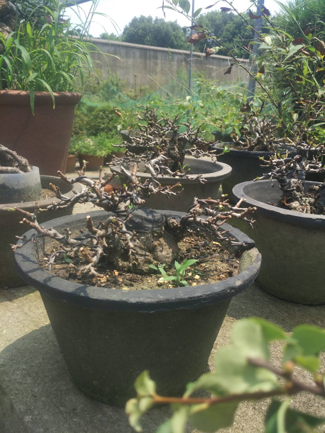 掌上盆景100种,掌上盆景