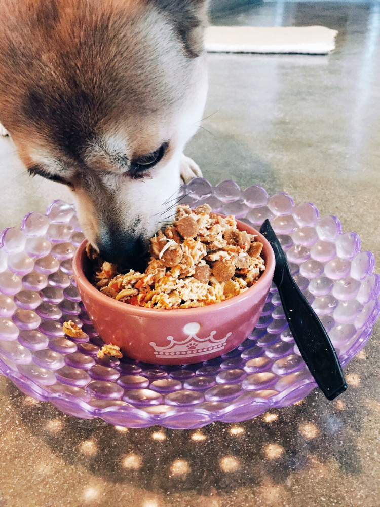 为什么母狗会把狗崽子送出去,为什么母狗会把小狗叼出窝