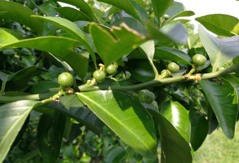 钙镁硼锌铁肥施蔬菜有害吗,钙镁硼锌防裂果