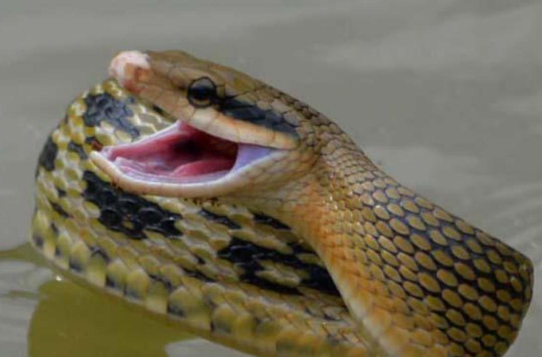 菜花蛇到底是不是无毒蛇,菜花蛇无毒为什么能称百蛇之王