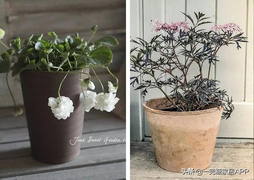 春天花会开|这20家植物淘宝店，植物杀手看了也想买！