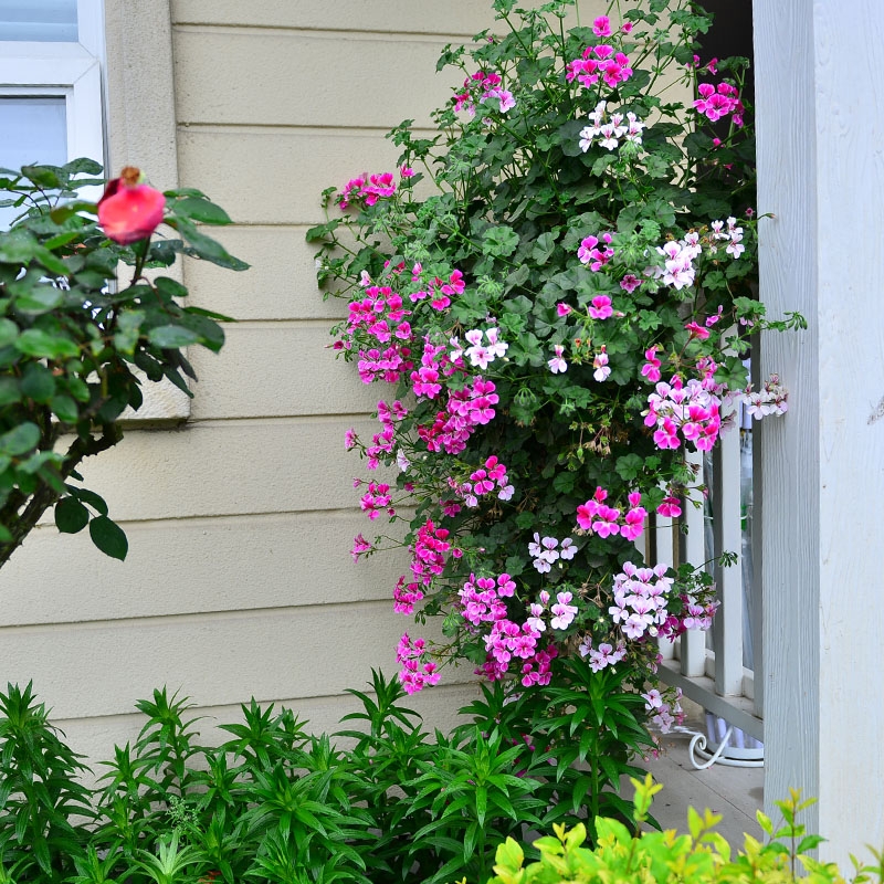 18种院子好看的花儿,18种漂亮的花