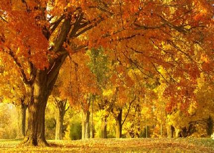 儿童画创意美术3-4岁水彩秋,儿童画创意美术画6-10岁