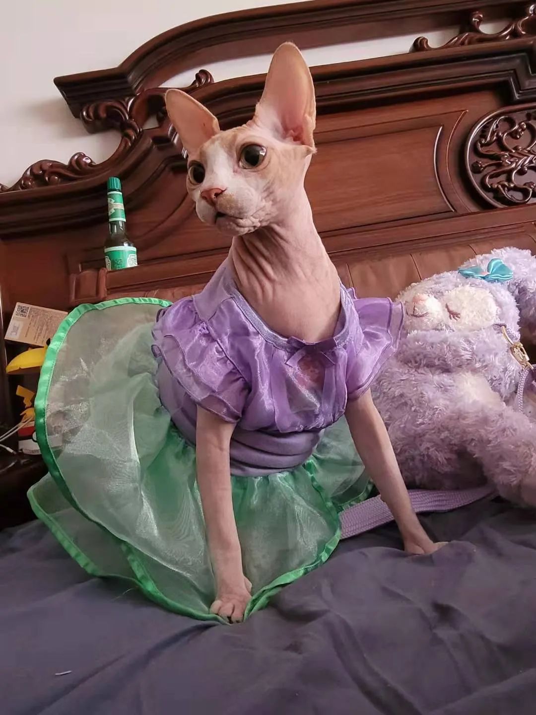 小猫咪换装公主裙,小猫咪穿上可爱漂亮的裙子