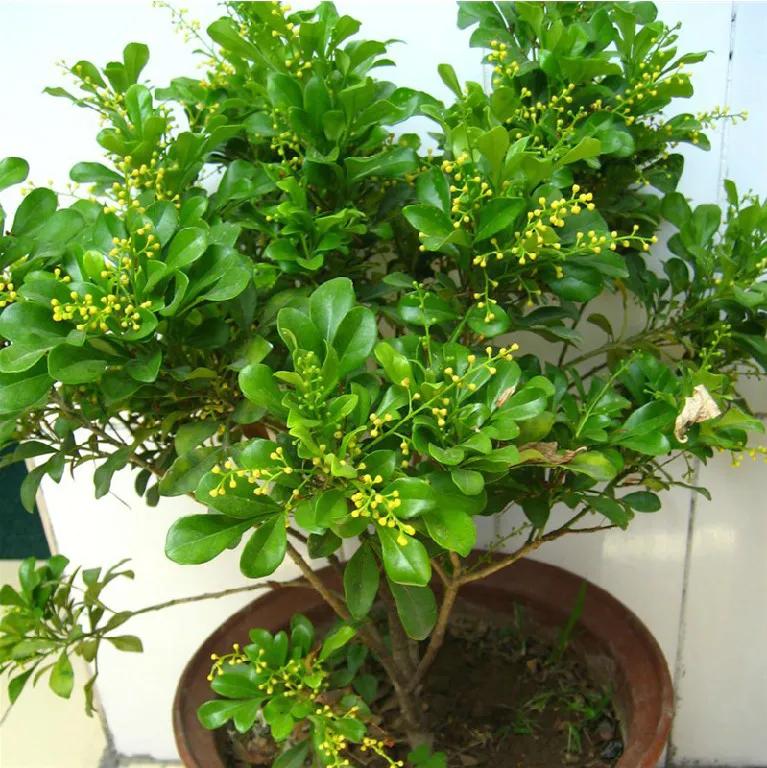 好养的盆栽花卉排名前十,盆栽花比较好养的有哪些