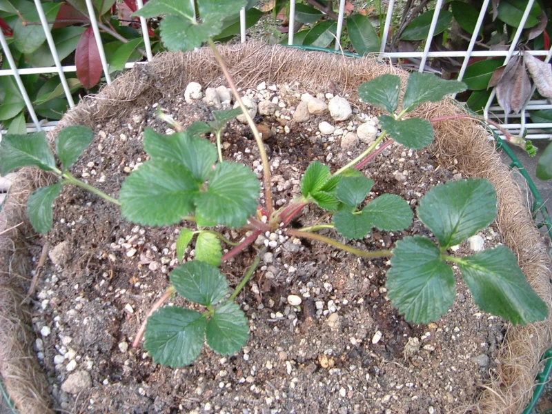 想要冬春时节有草莓吃，阳台种几盆，选好品种是成功的第一步