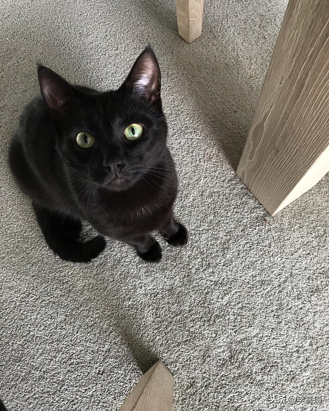 进口猫粮和国产猫粮区别,国产猫粮和进口的区别