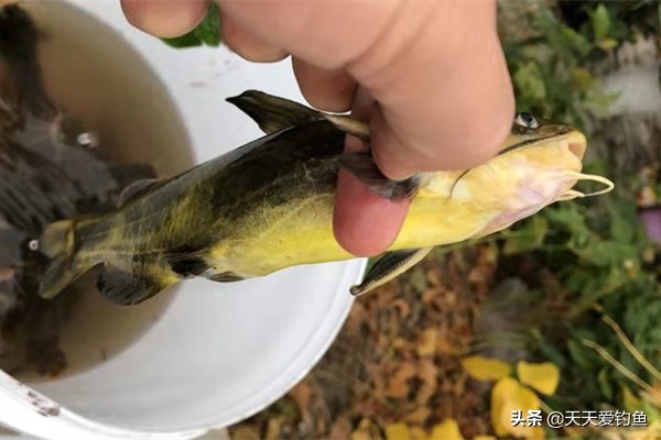 钓黄颡排钩怎么做最好用,钓黄腊鱼最好用什么串钩