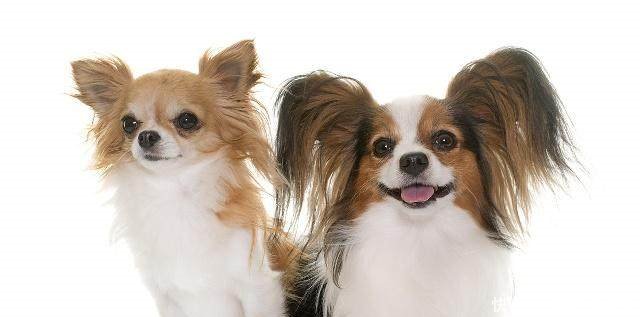 聪明的小宠物狗都有哪些品种,哪种宠物狗最聪明听话又好养